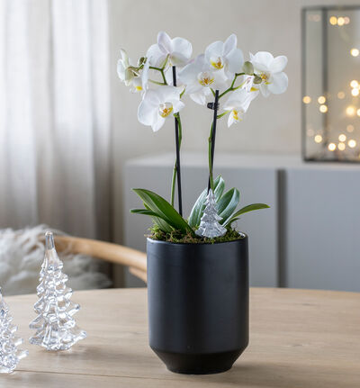Hvit orkidé i sort potte
